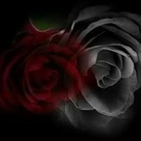 Dark Eternal Rose